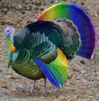 Gay Turkey