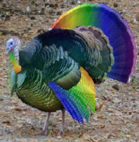 Gay Turkey 14