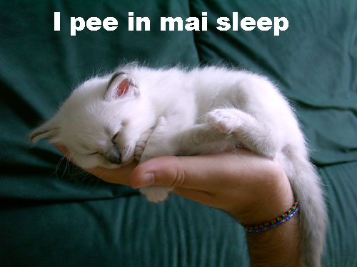 lolcat