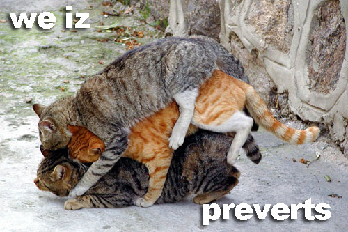 lolcat